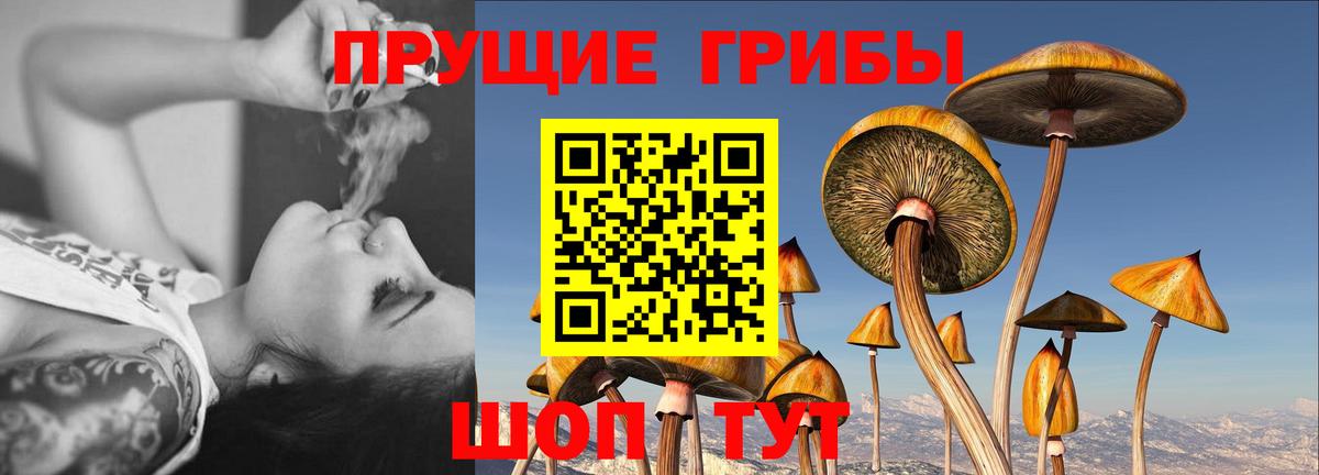 Псилоцибиновые грибы Psilocybine cubensis  Вход с VPN  Балашов 